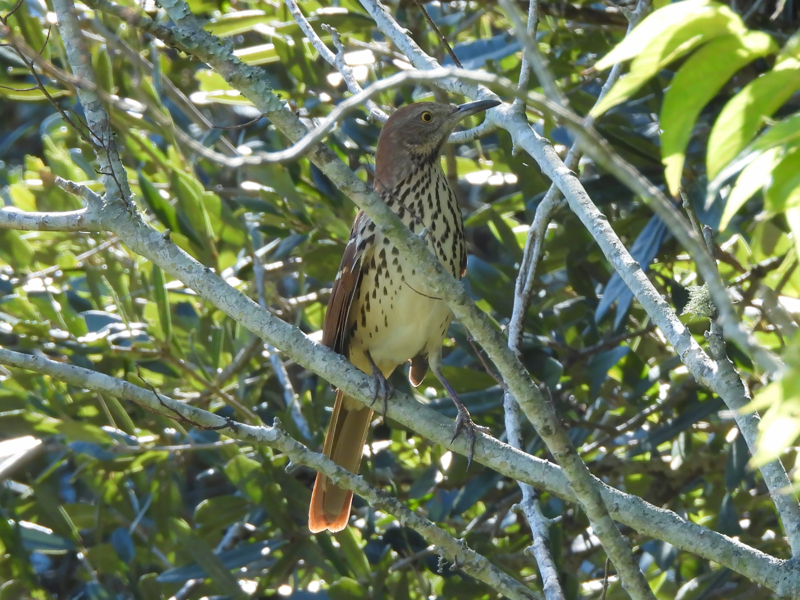 image Brown Thrasher
